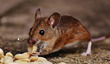 24 Hour & Emergency Exterminators in Hudgins, VA